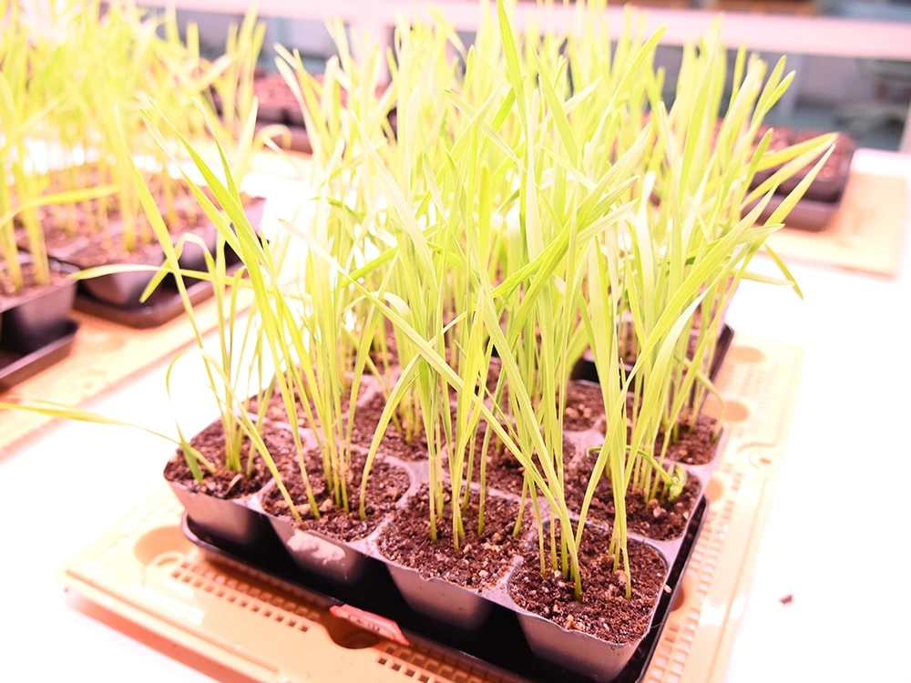 Bioassay Cultivation Matrix