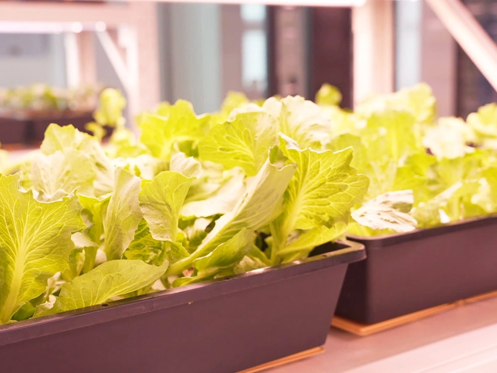 Bioassay Cultivation Matrix