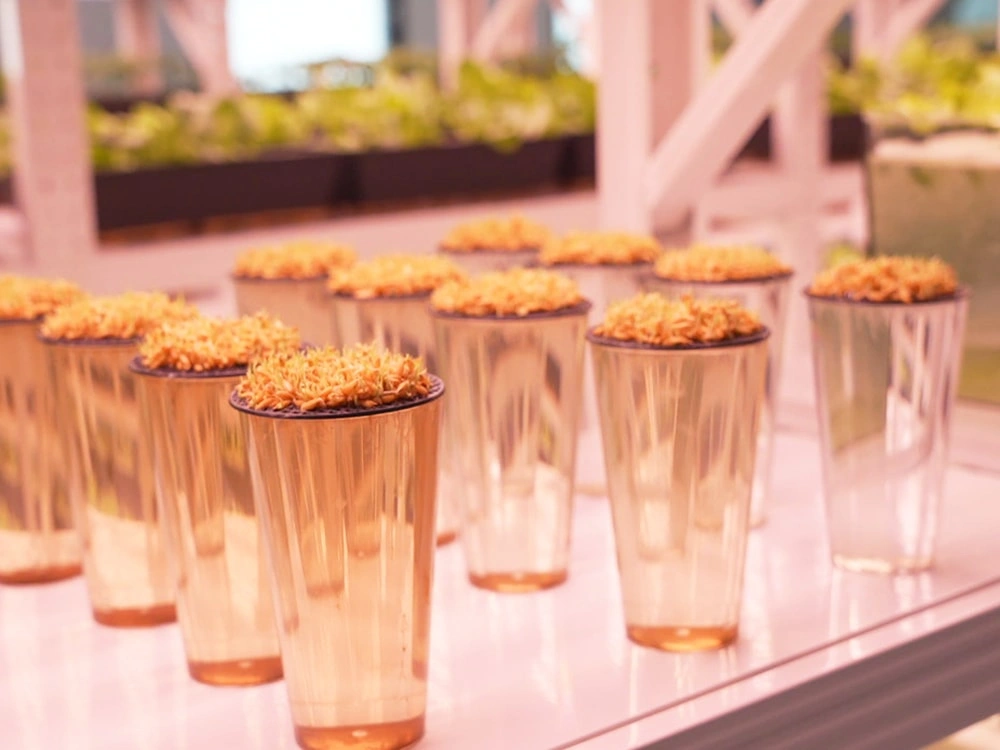 Bioassay Cultivation Matrix