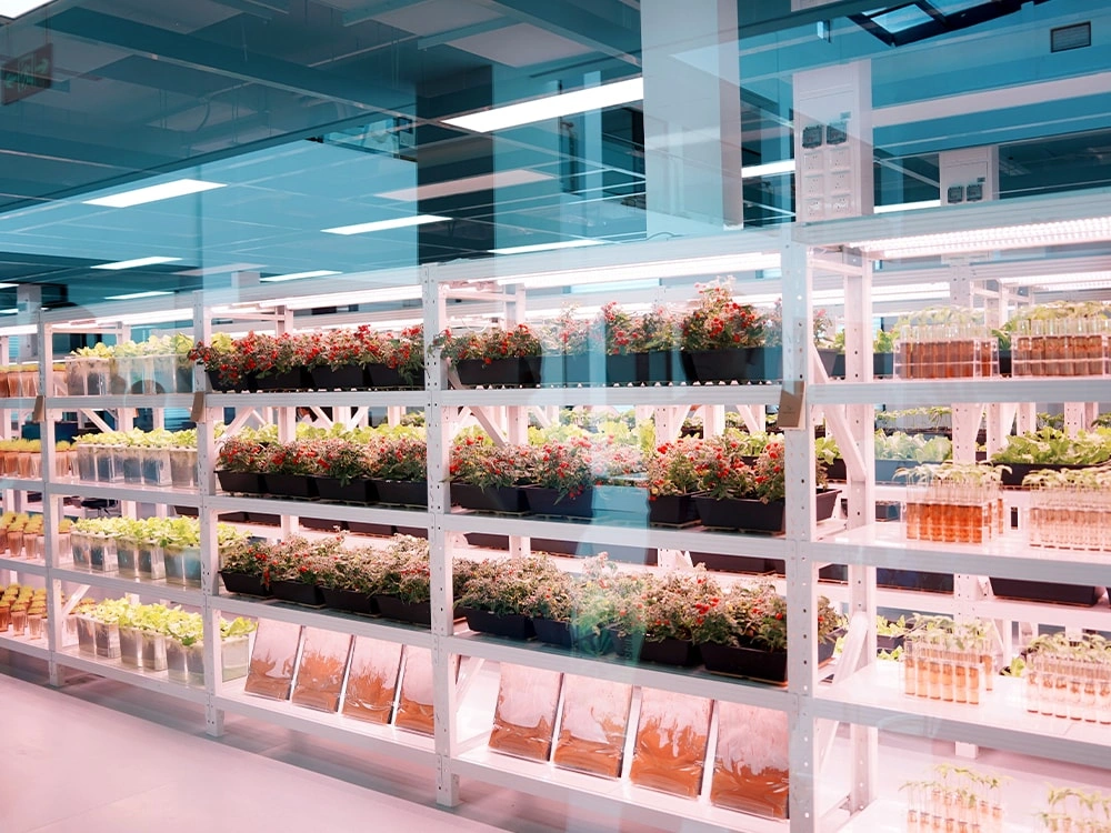 PHI Plant Health Institute