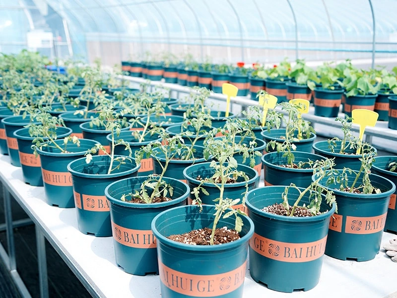 Smart Greenhouse System