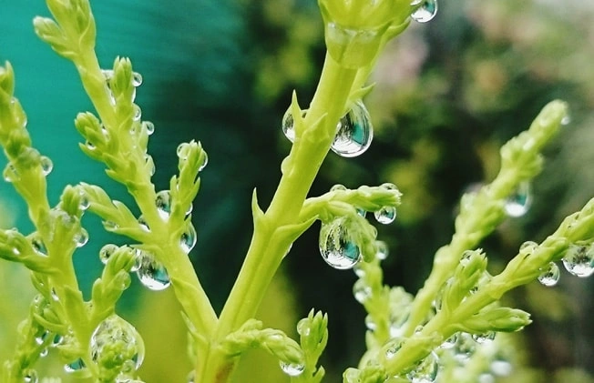 Raw Material Extraction2